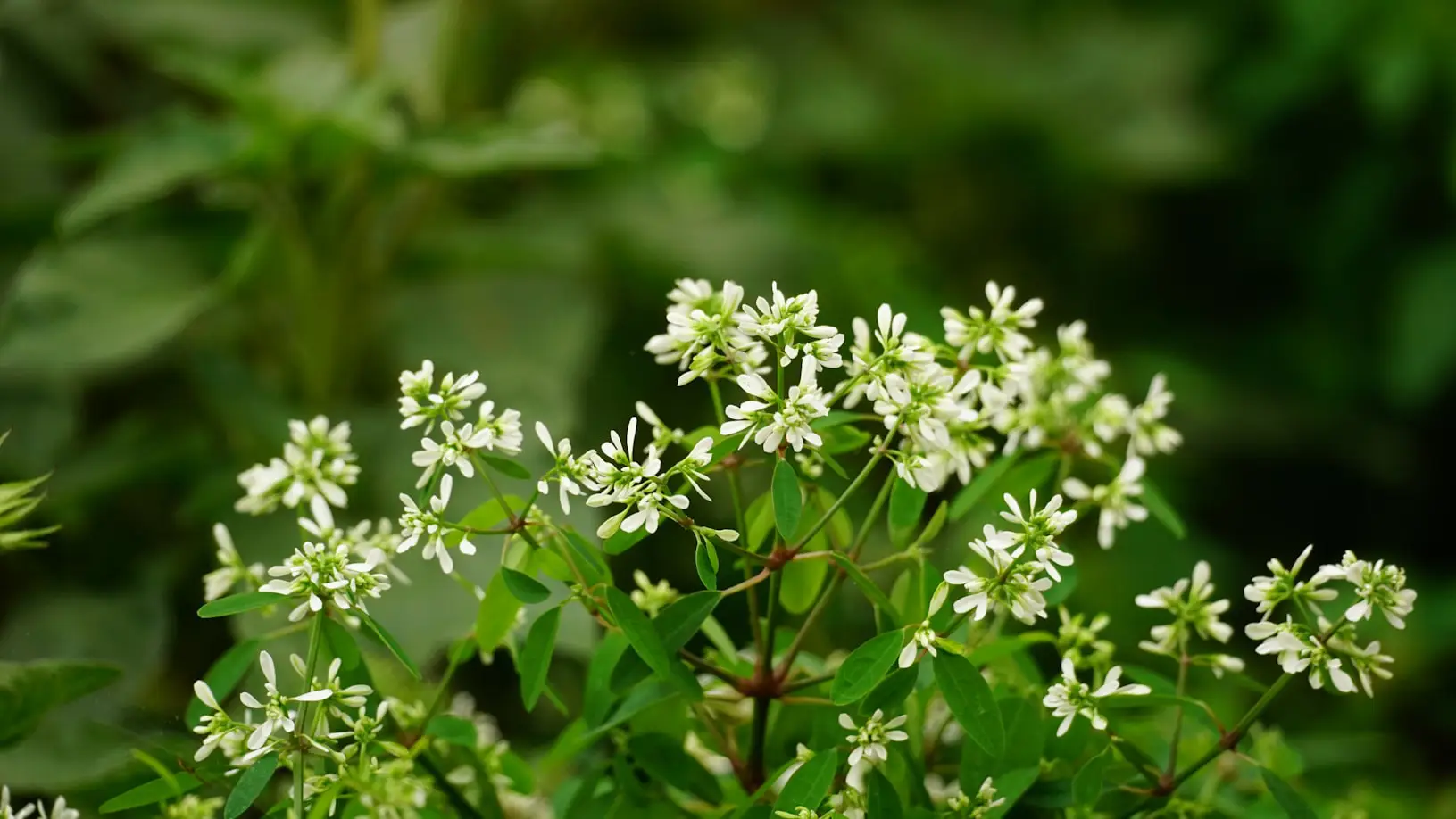 Small Flowering Plants