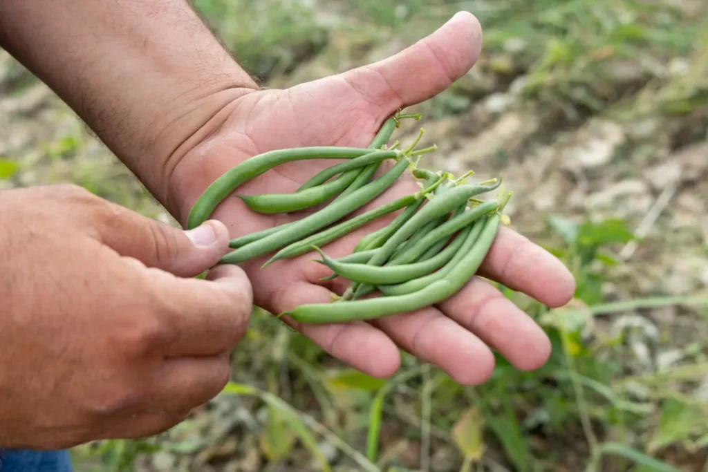 Square Foot Gardening Bush Beans