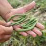 Square Foot Gardening Bush Beans