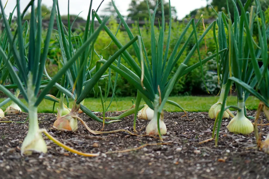 Square Foot Gardening Garlic
