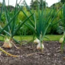 Square Foot Gardening Garlic
