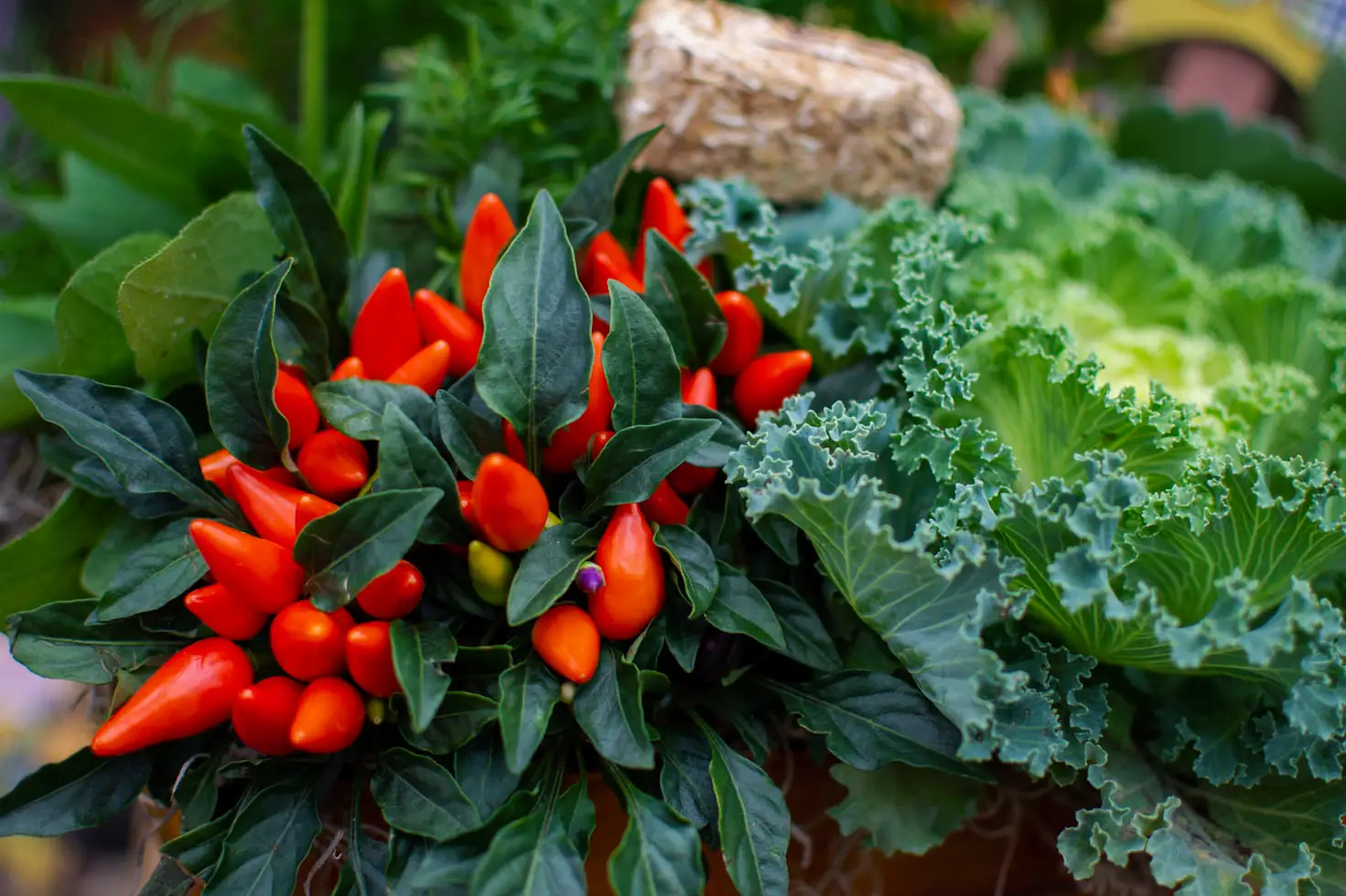 Vegetable Plants for Containers