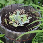 What Herbs Can Be Planted Together in a Pot