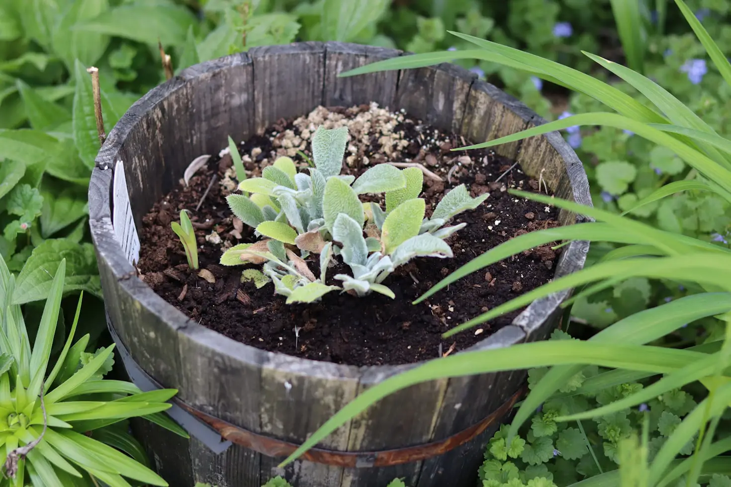 What Herbs Can Be Planted Together in a Pot