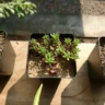 What Herbs Grow Well Together in the Same Container