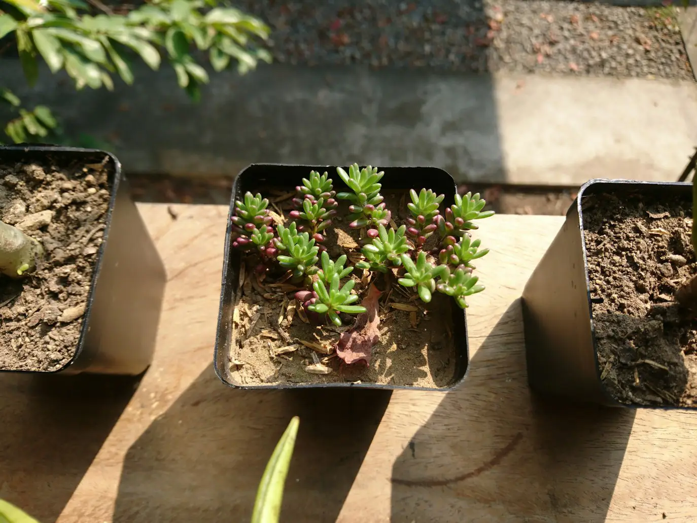 What Herbs Grow Well Together in the Same Container