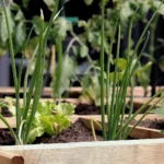 What Vegetables to Plant in a Raised Garden Bed
