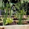 What Vegetables to Plant in a Raised Garden Bed