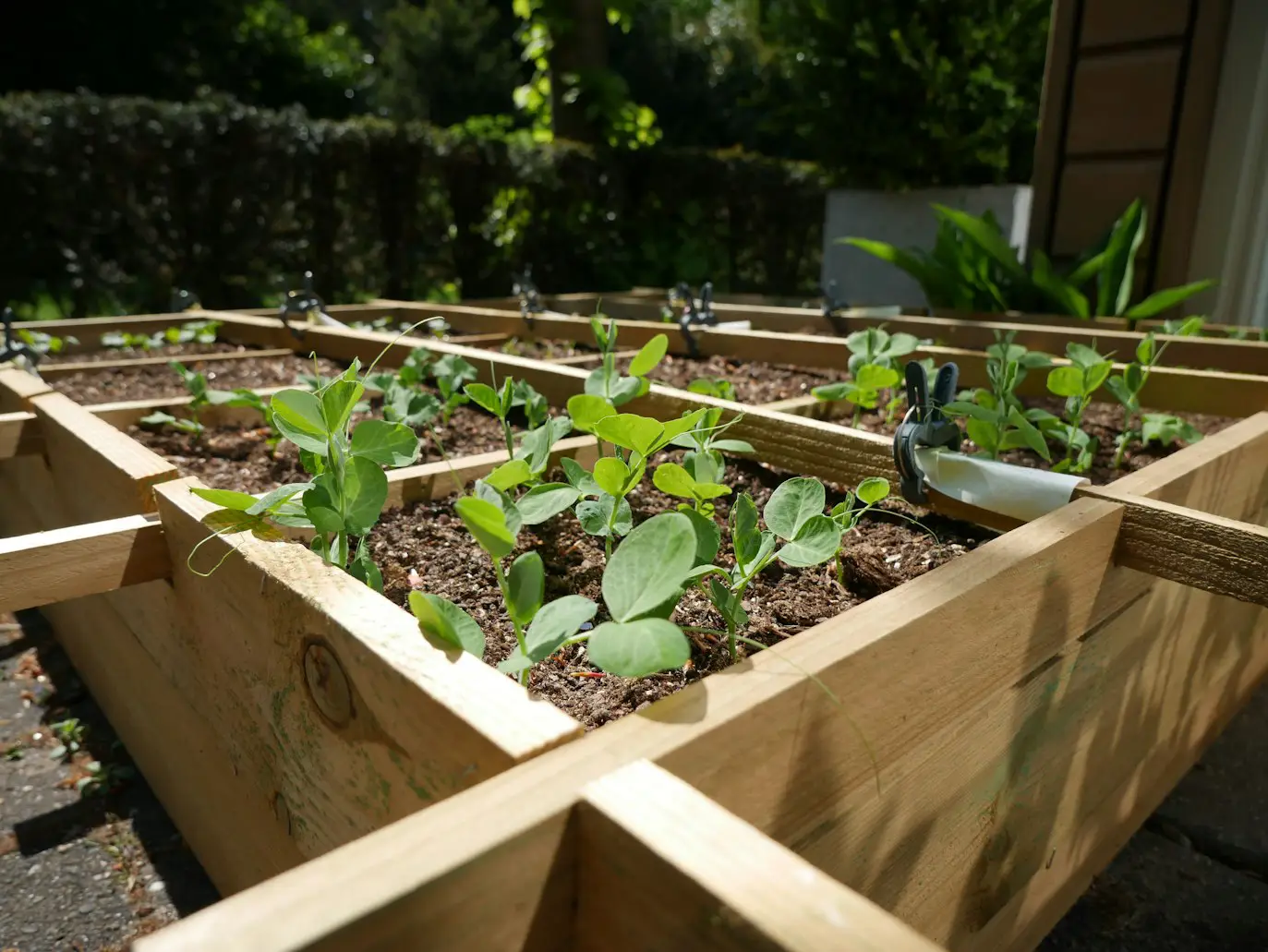 What to Grow in Raised Garden Beds