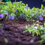 What to Plant in a Raised Garden Bed