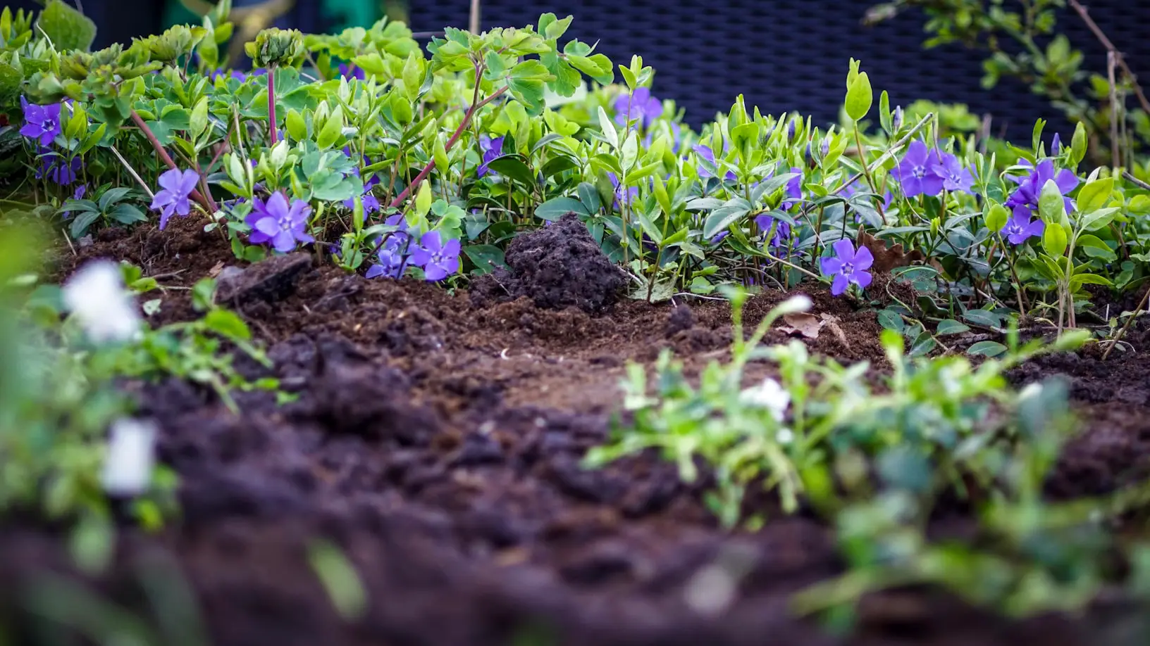 What to Plant in a Raised Garden Bed