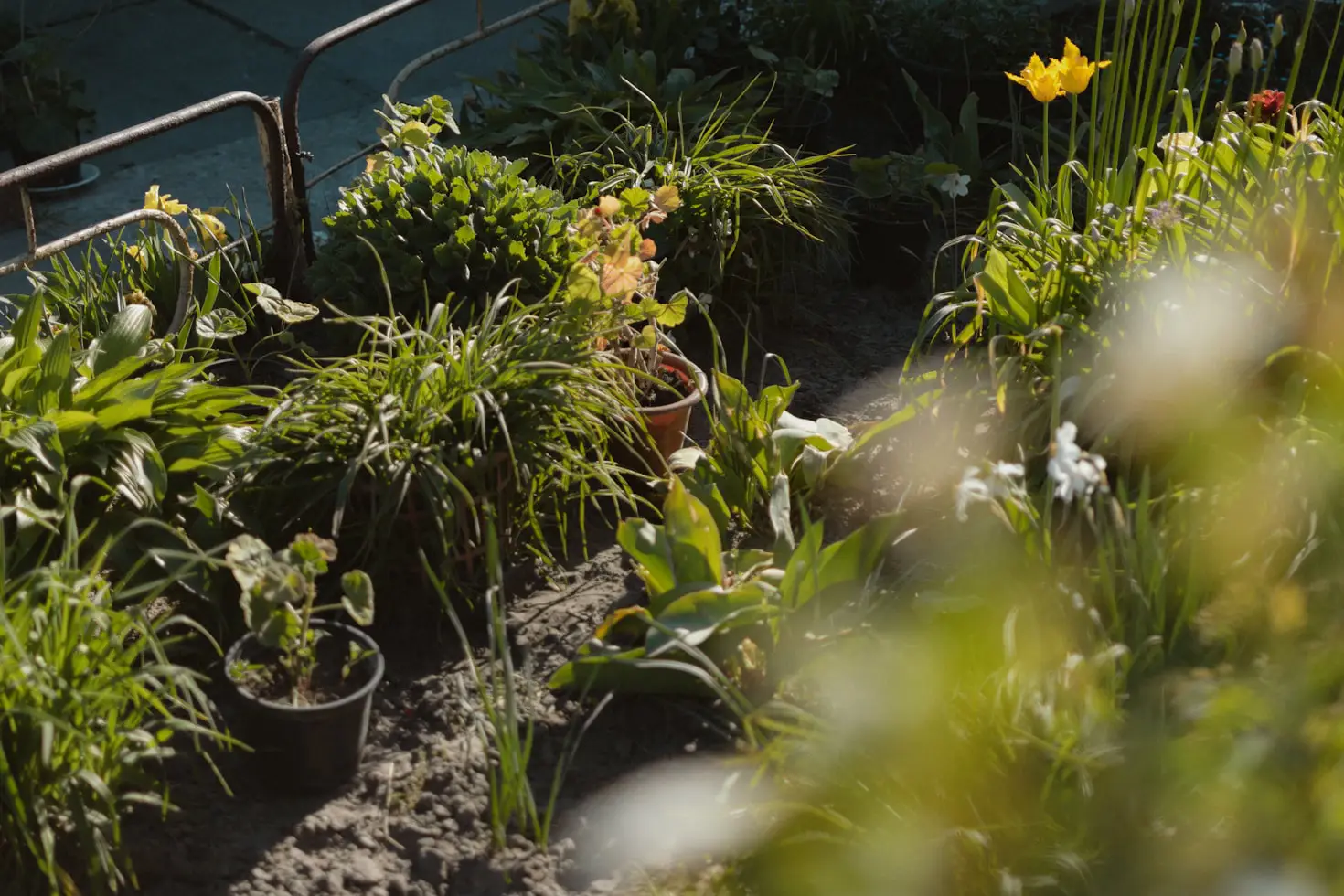 What to Plant in a Small Garden Bed