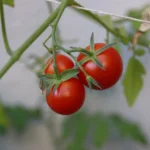 What to Plant with Tomatoes in Raised Beds