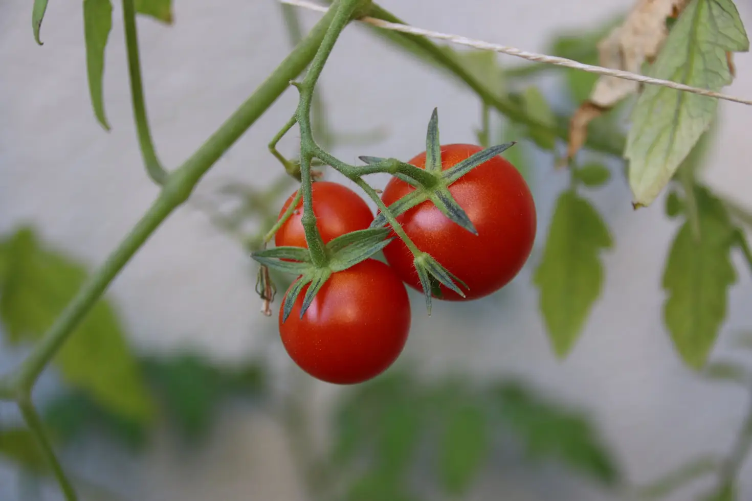 What to Plant with Tomatoes in Raised Beds