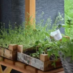 When Can You Plant Herbs Outside