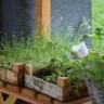 When Can You Plant Herbs Outside