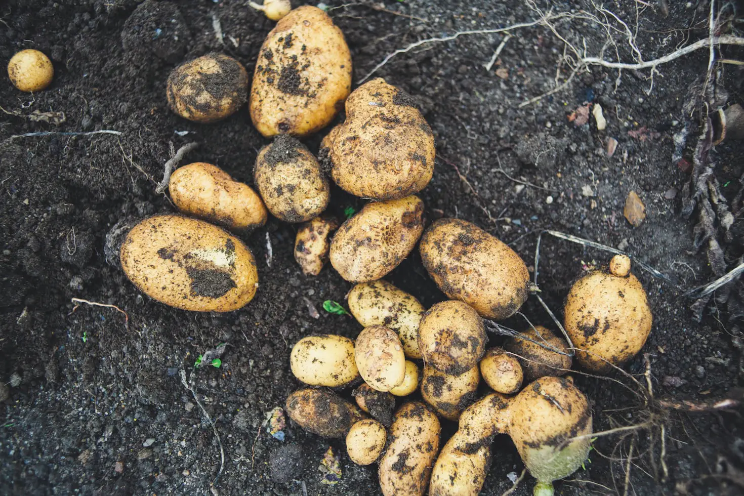 square foot gardening potatoes