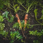 Can You Grow Carrots Hydroponically