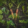 Can You Grow Carrots Hydroponically