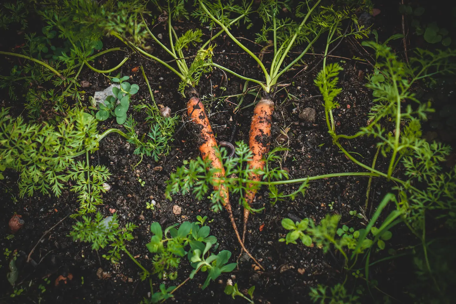 Can You Grow Carrots Hydroponically