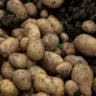 Can You Grow Potatoes Hydroponically