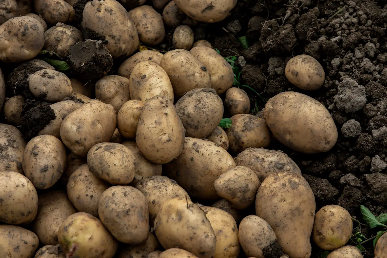Can You Grow Potatoes Hydroponically