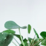 Do It Yourself Hydroponics