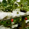 How to Build a Cheap Hydroponic System