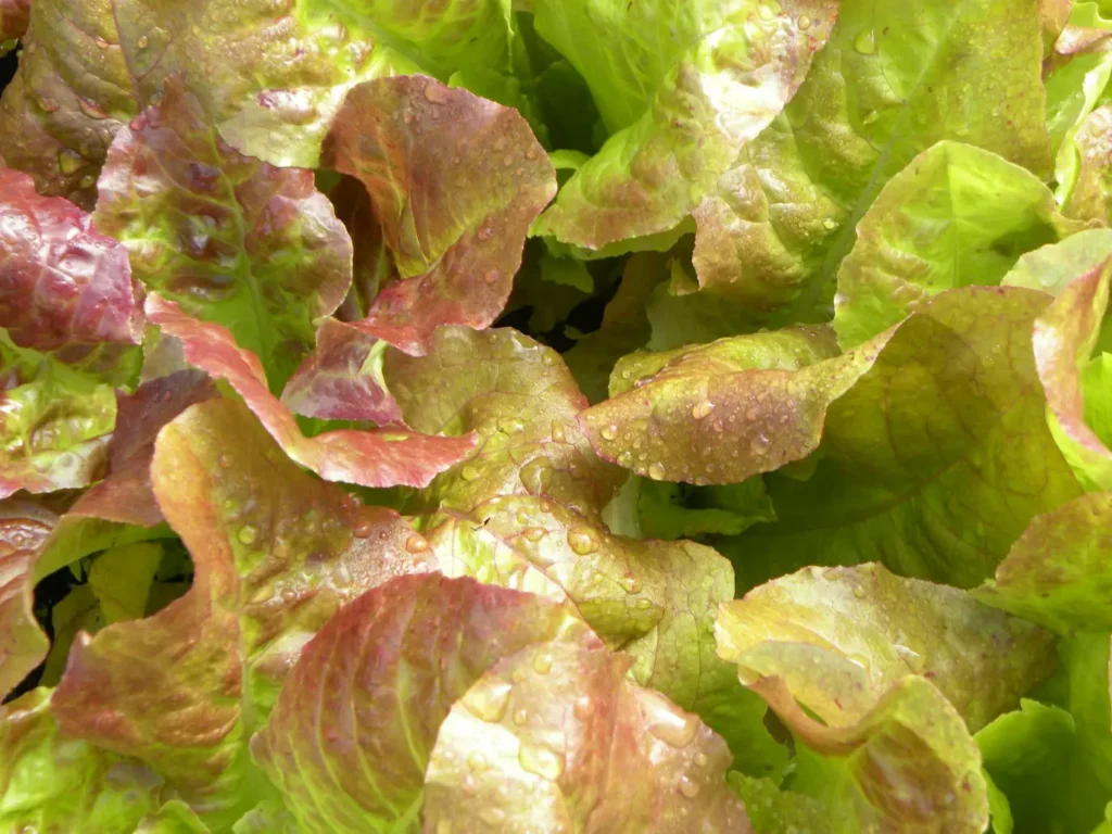 How to Grow Hydroponic Lettuce