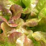 How to Grow Hydroponic Lettuce