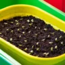 How to Start Seedlings for Hydroponics