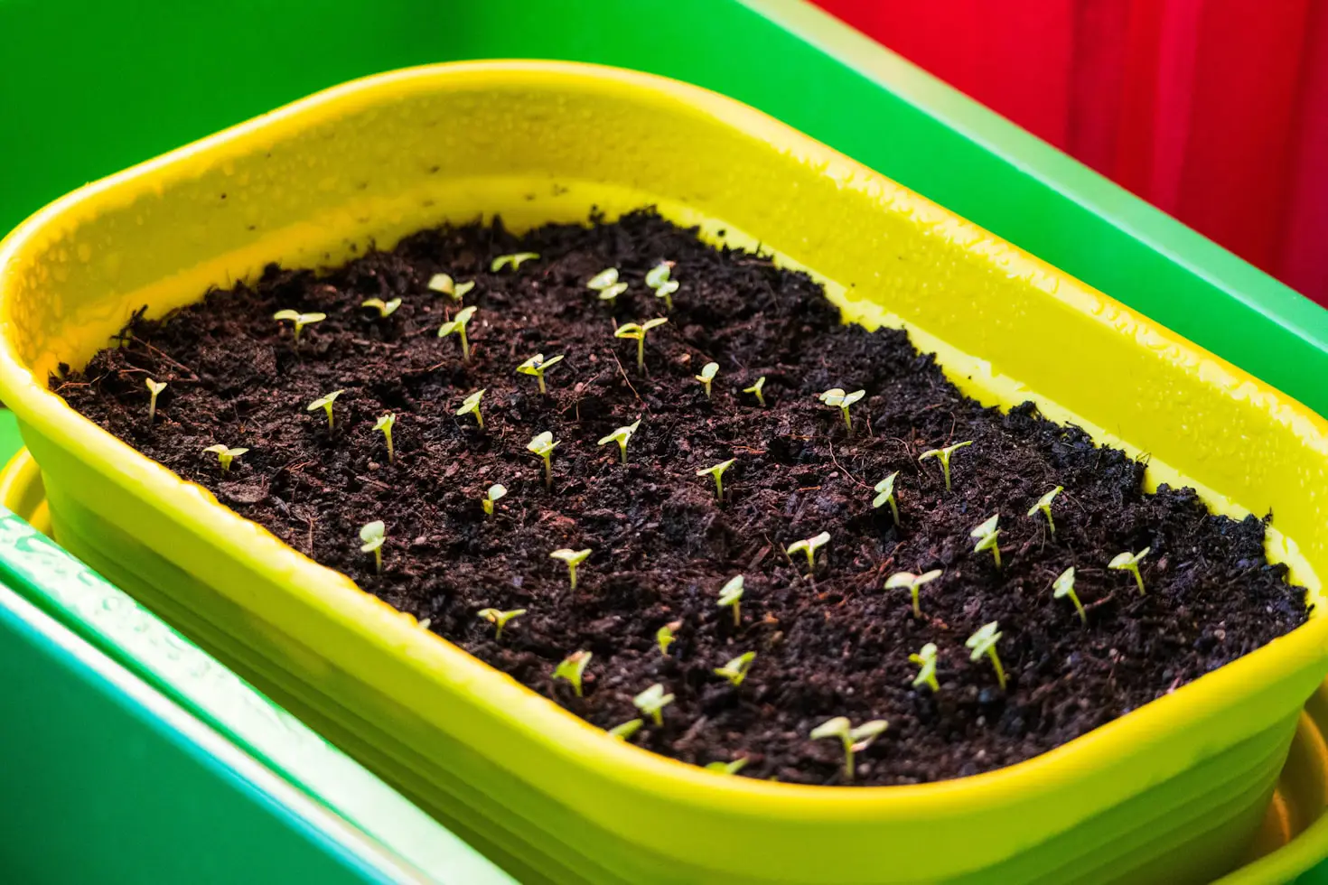 How to Start Seedlings for Hydroponics