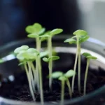 How to Start Seeds for Hydroponics