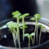 How to Start Seeds for Hydroponics