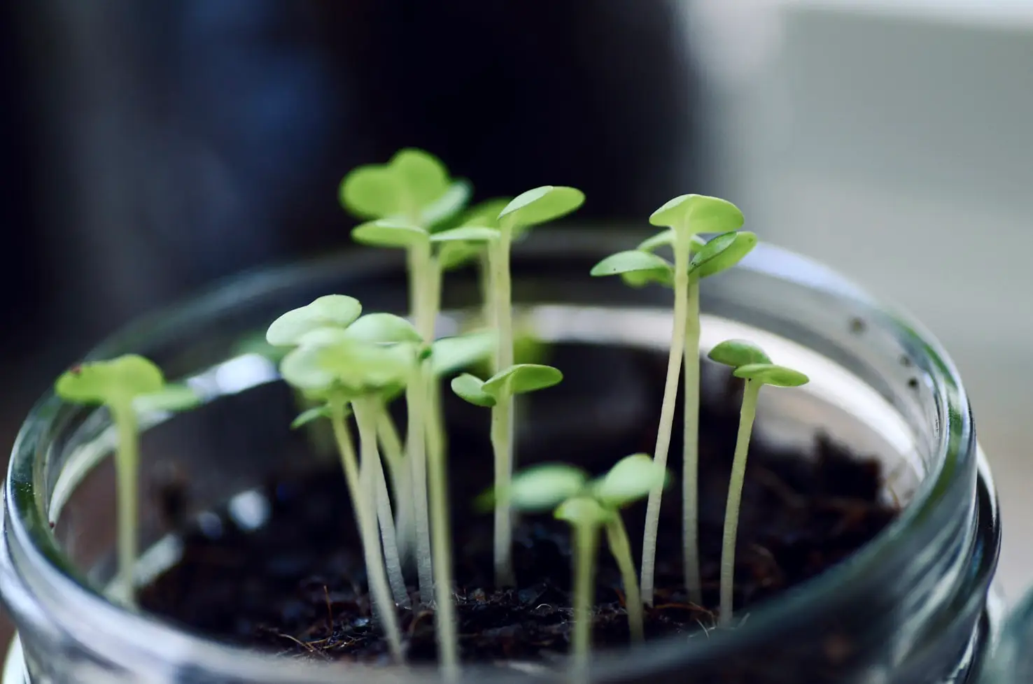 How to Start Seeds for Hydroponics