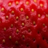 What Is a Hydroponic Strawberry