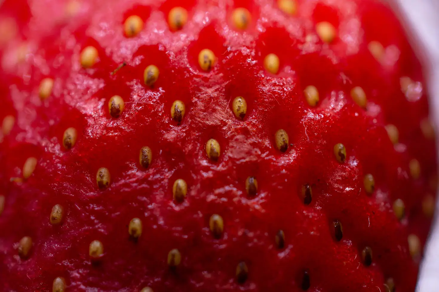 What Is a Hydroponic Strawberry