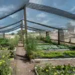 Shade-Tolerant-Vegetable-blog-banner