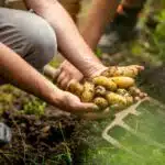 plant-potatoes-blog-banner