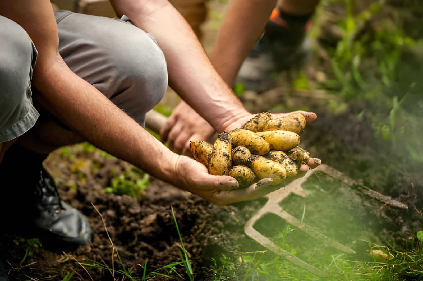 plant-potatoes-blog-banner