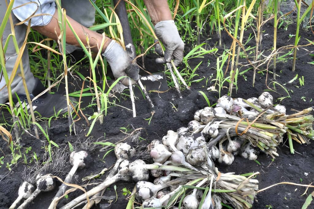 pulling-garlic-from-the-ground