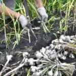 pulling-garlic-from-the-ground