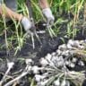 pulling-garlic-from-the-ground