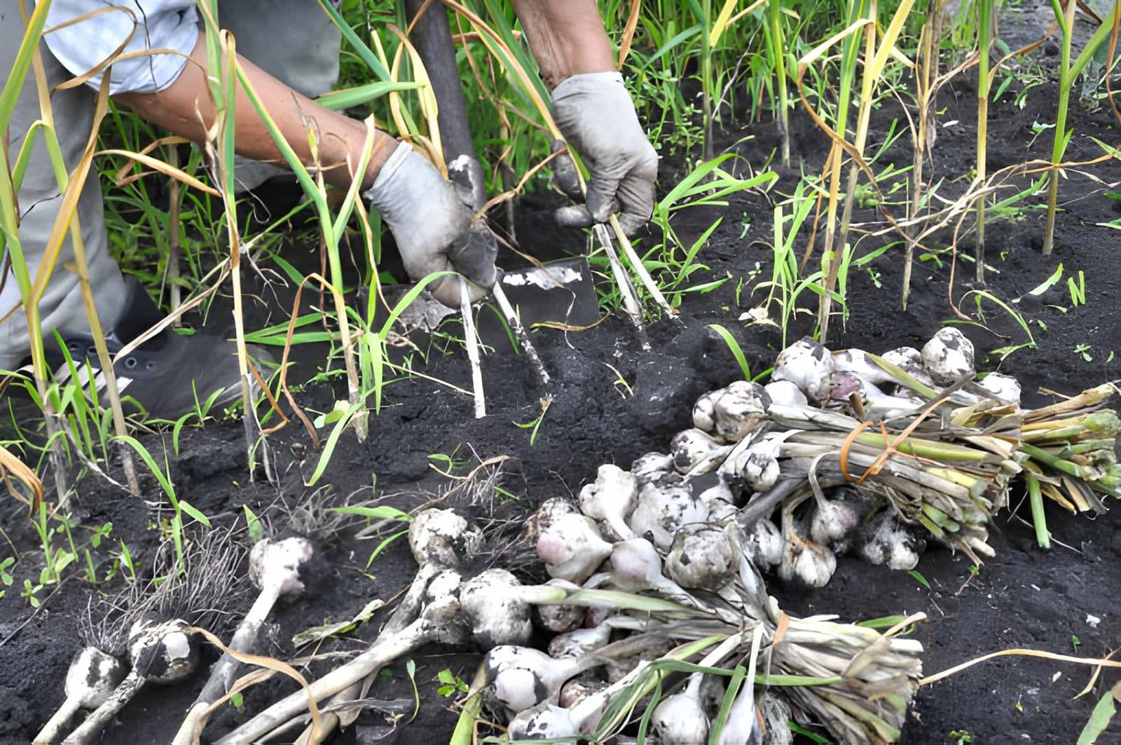 pulling-garlic-from-the-ground