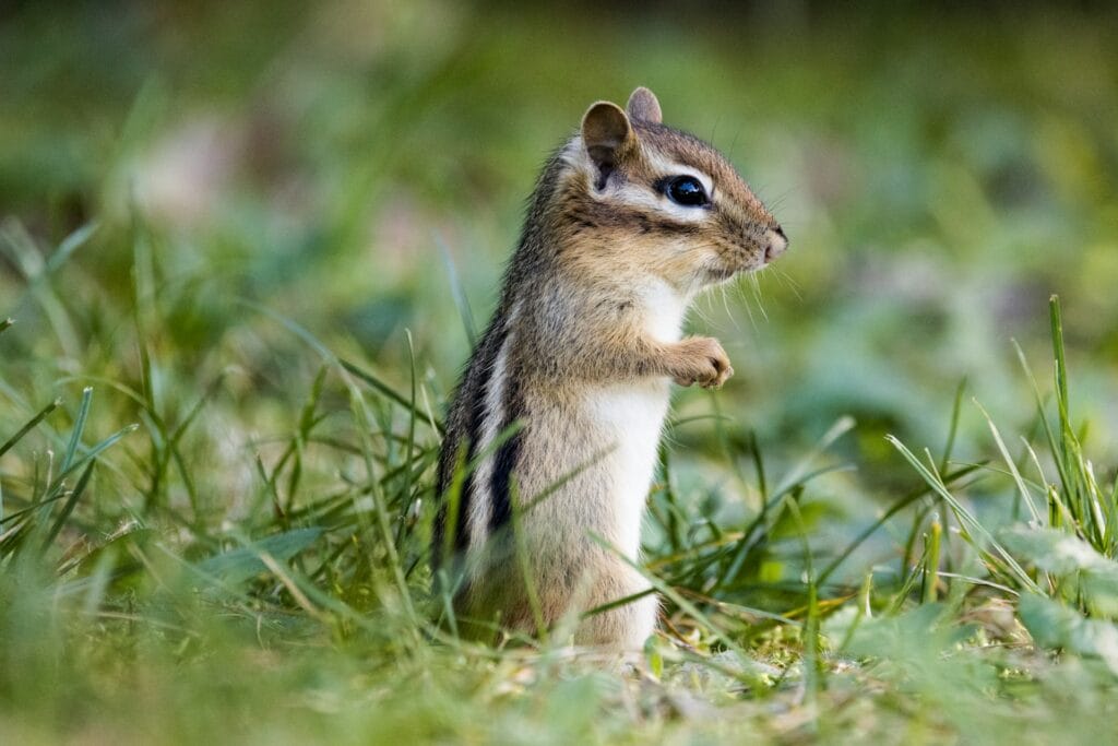 How to Keep Chipmunks Out of Your Garden for Good