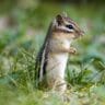 How to Keep Chipmunks Out of Your Garden for Good