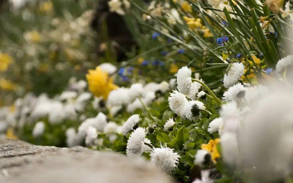 Raised Flower Bed Planting Ideas for Every Season