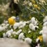 Raised Flower Bed Planting Ideas for Every Season
