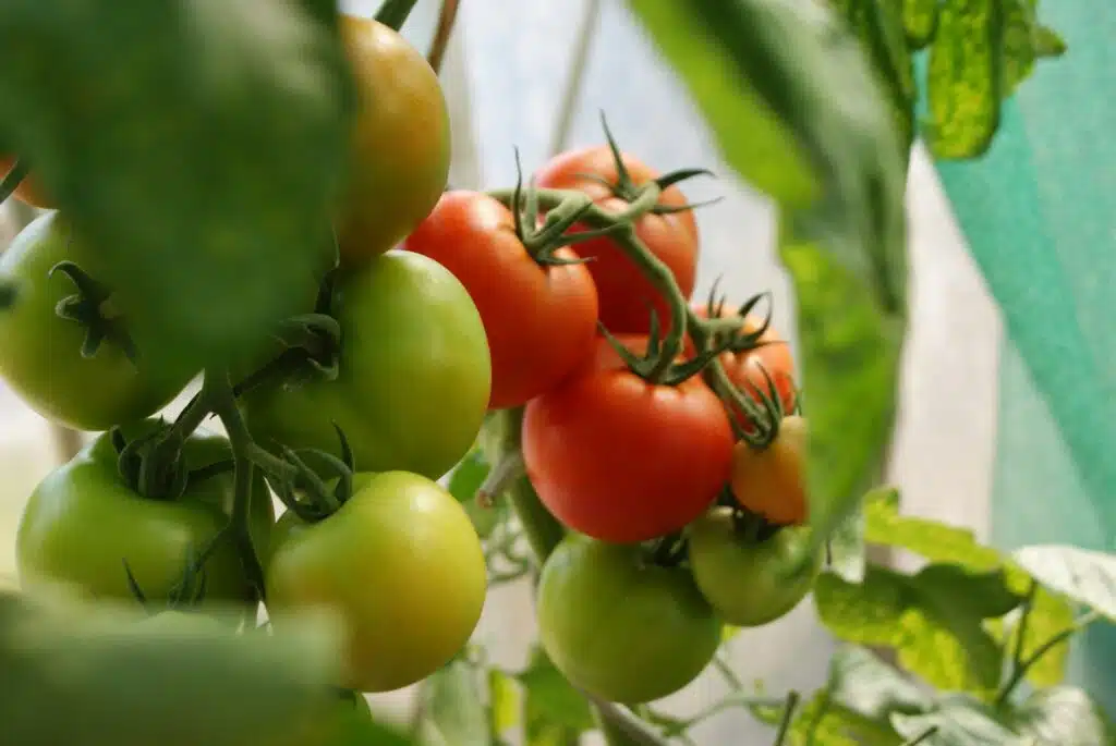Growing Tomatoes in Containers: Planting, Watering, and Care Tips