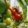Growing Tomatoes in Containers: Planting, Watering, and Care Tips